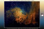 <p>Etoile flamboyante<br /> </p>